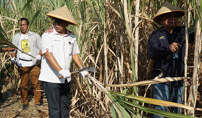 Unsoed Panen Perdana Tebu di Pemalang Bersama Perhutani dan Pabrik Gula Sragi