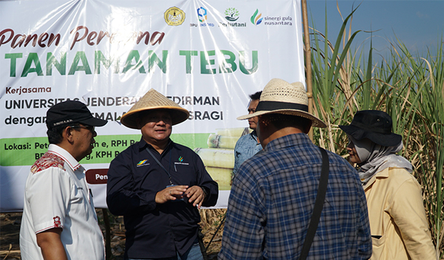 Unsoed Panen Perdana Tebu di Pemalang Bersama Perhutani dan Pabrik Gula Sragi