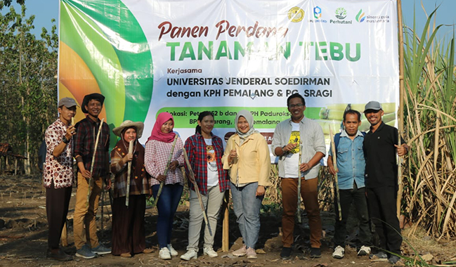 Unsoed Panen Perdana Tebu di Pemalang Bersama Perhutani dan Pabrik Gula Sragi