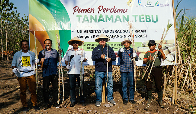 Unsoed Panen Perdana Tebu di Pemalang Bersama Perhutani dan Pabrik Gula Sragi