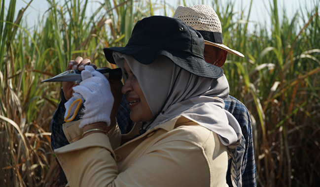 Unsoed Panen Perdana Tebu di Pemalang Bersama Perhutani dan Pabrik Gula Sragi