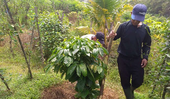 Belasan Staff BPU Lakukan Pemupukan Massal Tanaman Kopi di Gunung Tugel