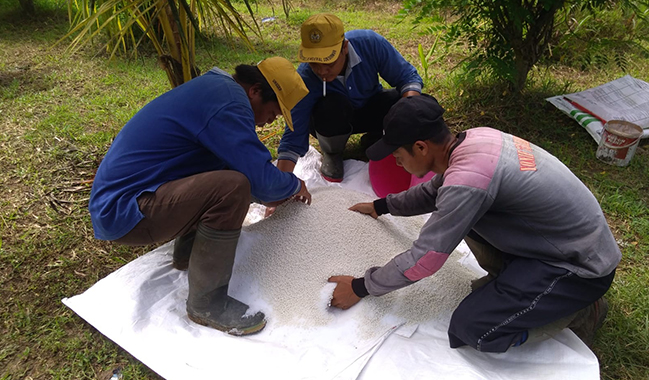 Belasan Staff BPU Lakukan Pemupukan Massal Tanaman Kopi di Gunung Tugel