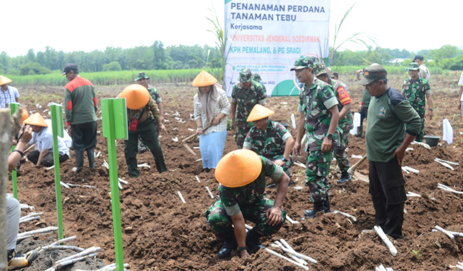 Unsoed, KPH Pemalang, dan PG Sragi Tanam Perdana Tanaman Tebu di Pemalang