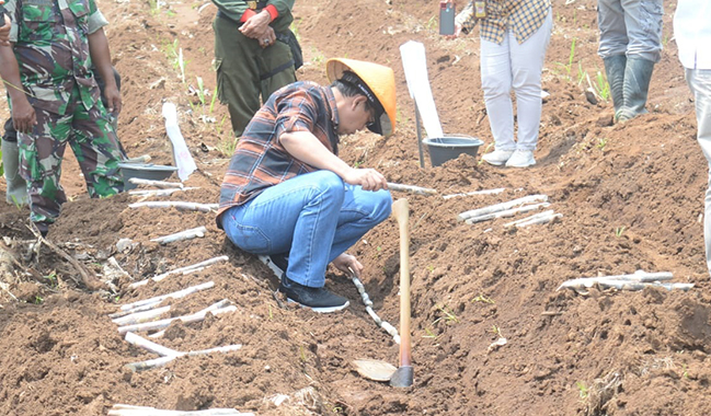 Unsoed, KPH Pemalang, dan PG Sragi Tanam Perdana Tanaman Tebu di Pemalang